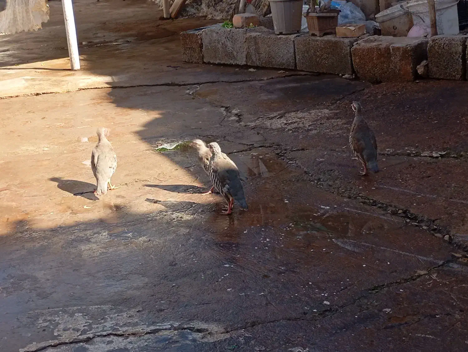 بلدرچین|پرنده|مسجد سلیمان, |دیوار