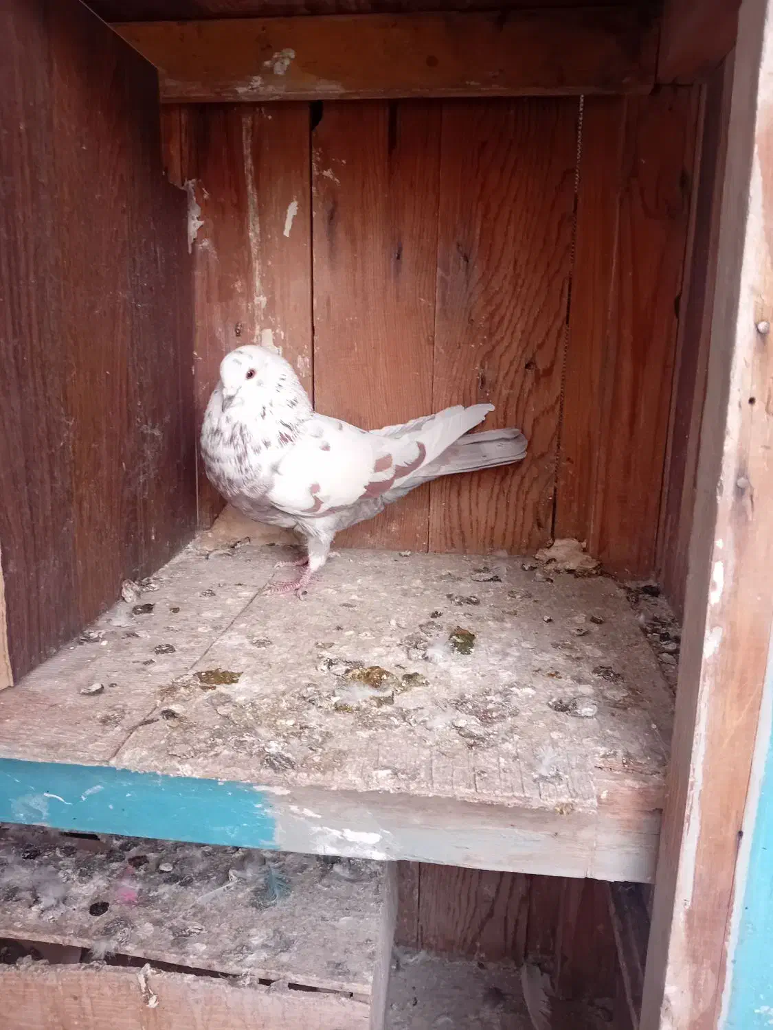 کبوتر|پرنده|نهاوند, |دیوار