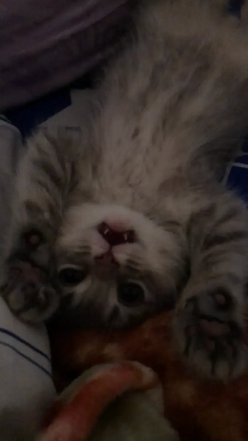 گربه بریتیش|گربه|نکا, |دیوار