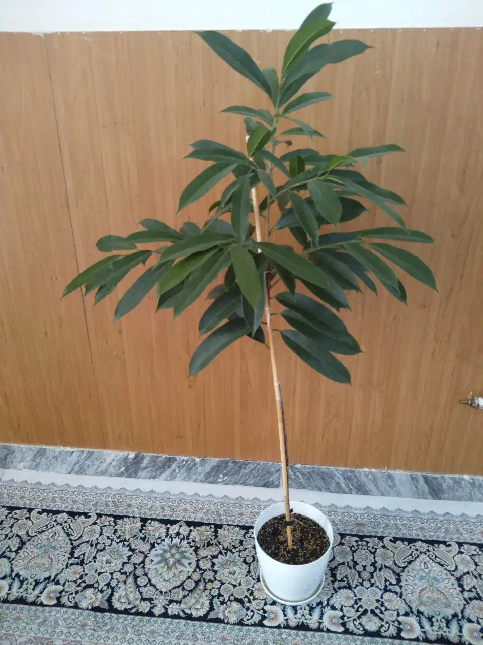 گل آمسترکینگ|گل و گیاه طبیعی|بجنورد, |دیوار