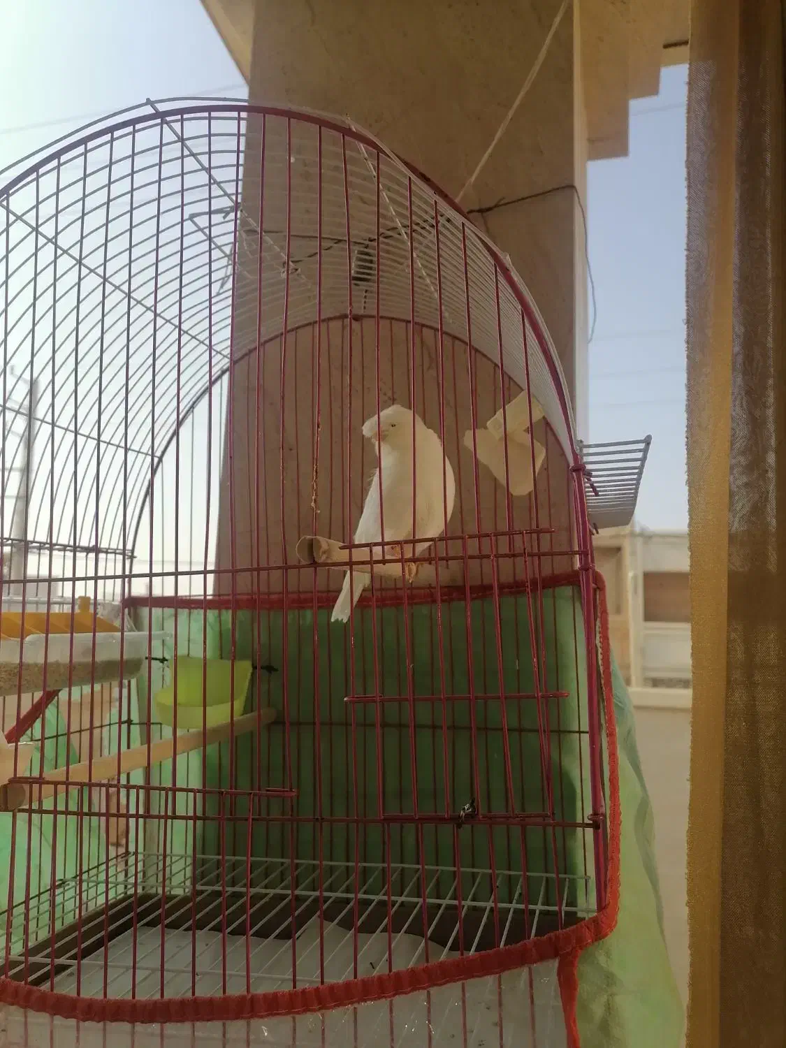 قناری|پرنده|برازجان, |دیوار