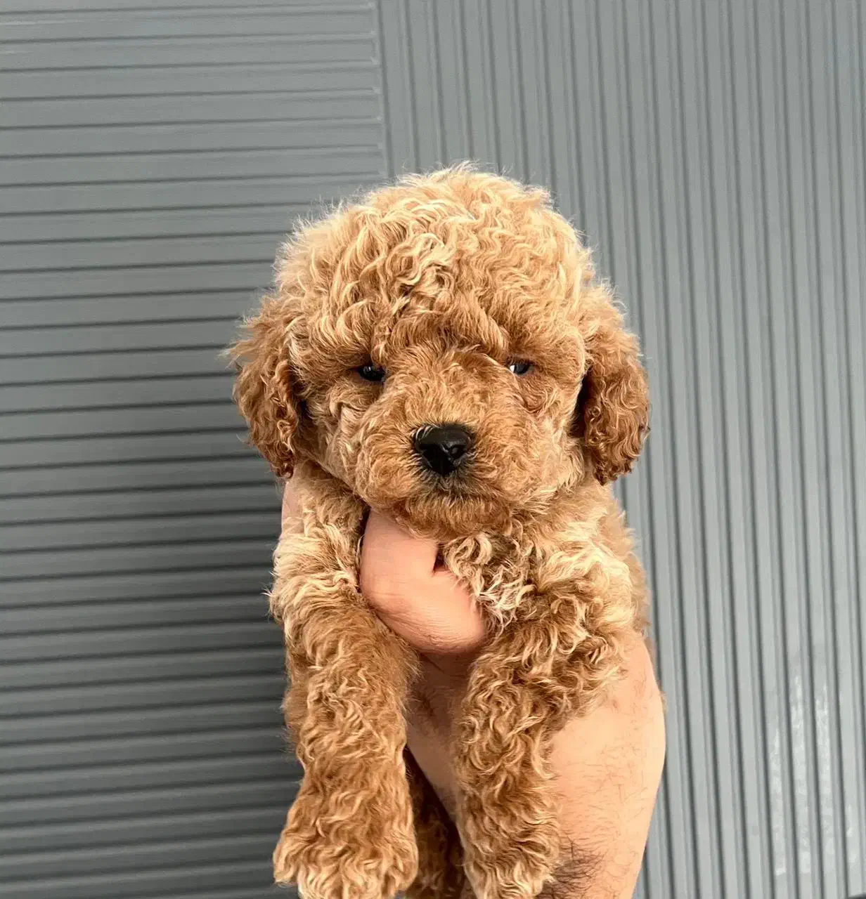 فرفری پودل اورجینال۱۰۰ درصد|سگ|رشت, لاکانی|دیوار