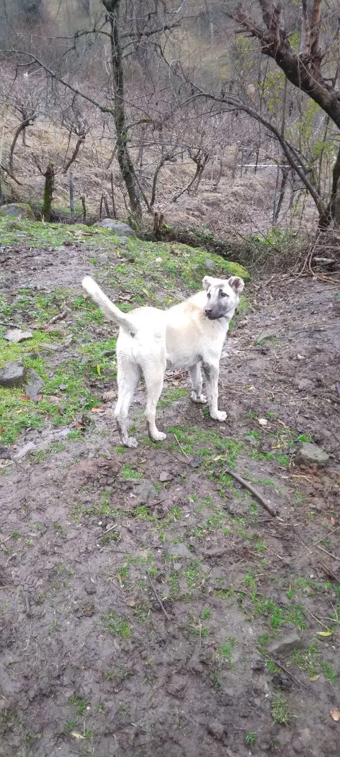 سگ‌‌ماده‌سرابی۳ماهه|سگ|حویق, |دیوار