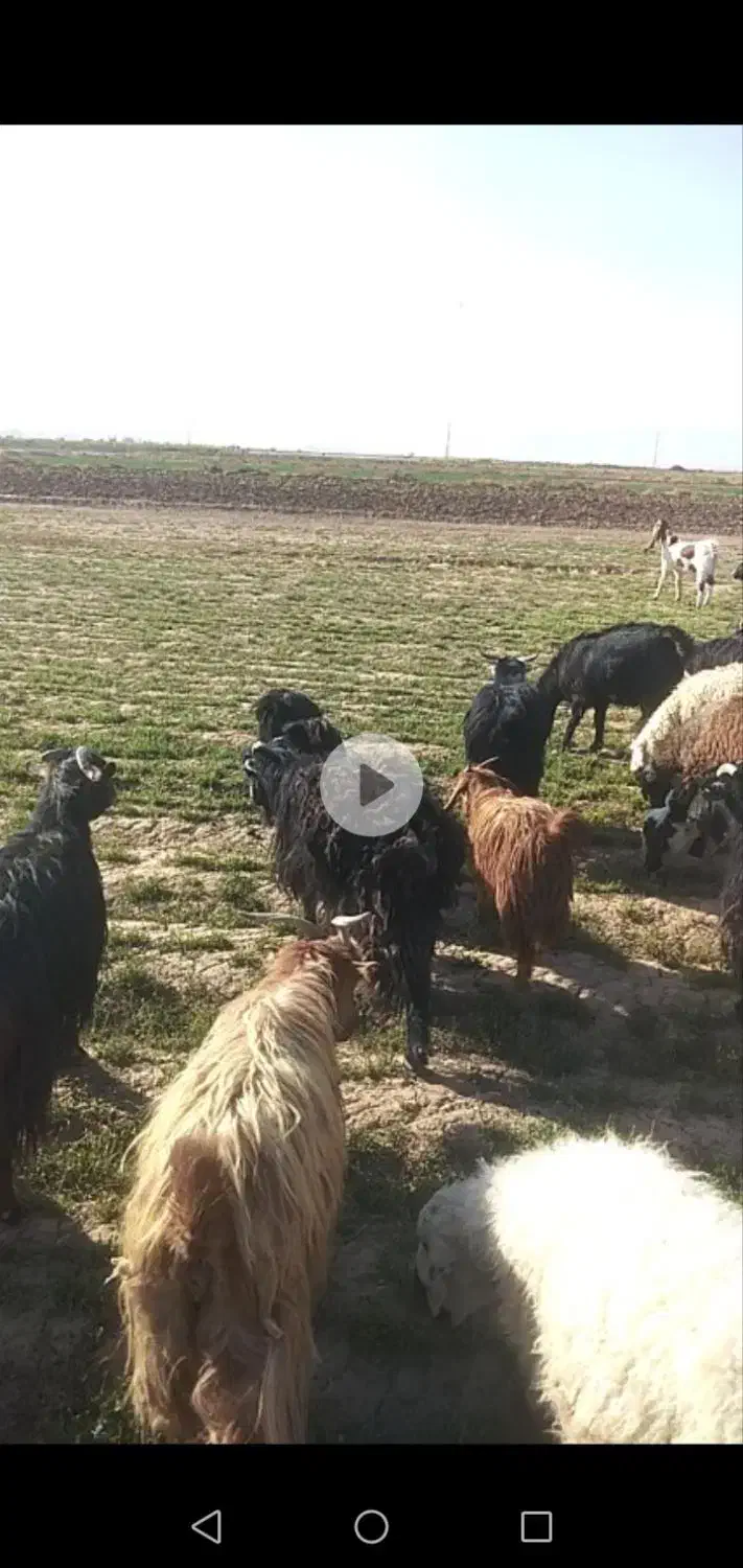 بز فروشی همه تکه خوردن از نربز پاکستانی دانه 8500|حیوانات مزرعه|رضویه, |دیوار