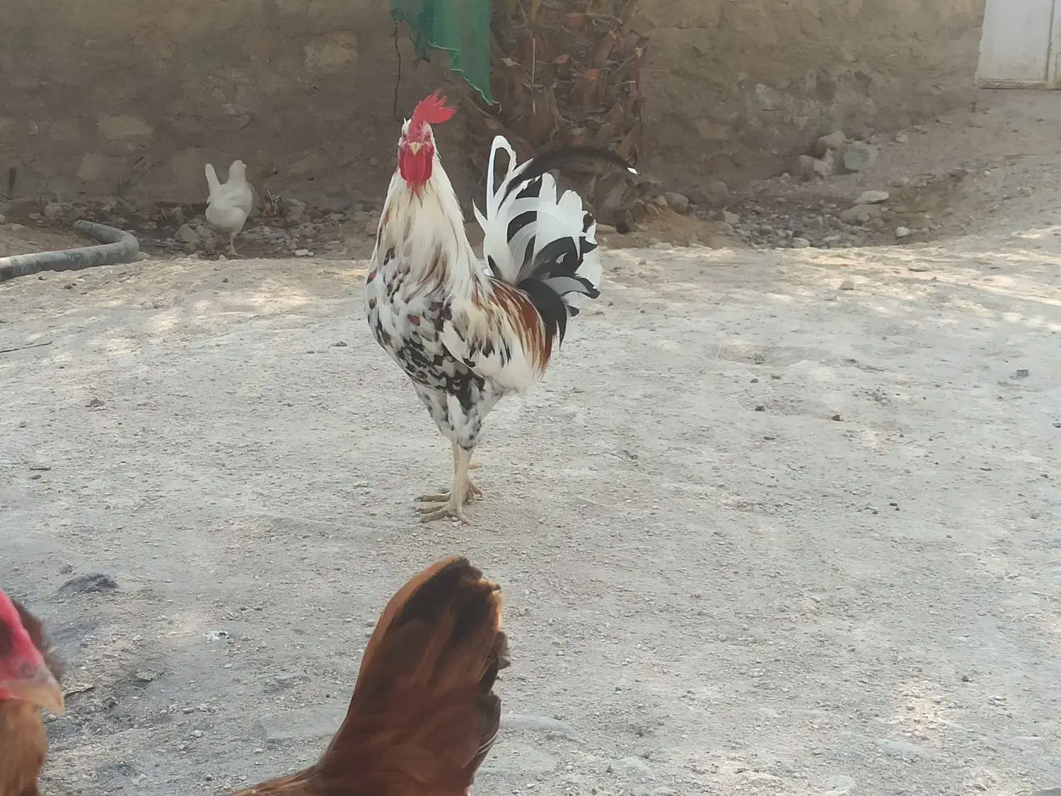 15عدد تخم مرغ برای جوجه کشی موجود دارم|حیوانات مزرعه|لامرد, |دیوار