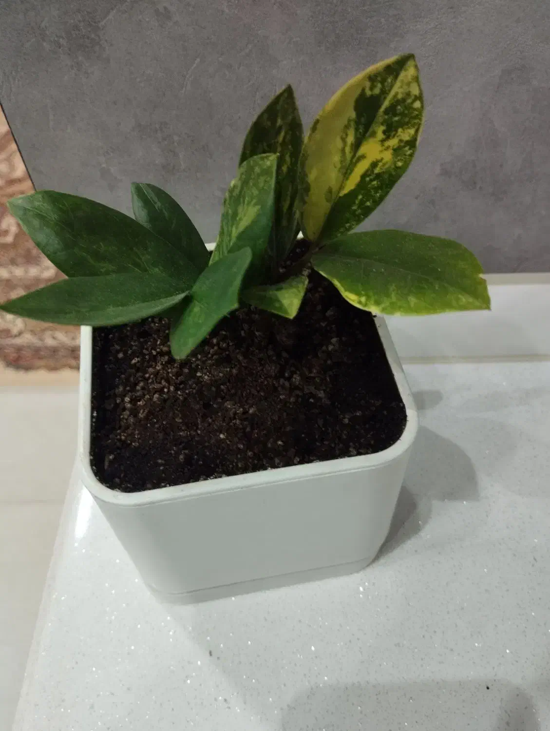 فروش زامو فیلیا ابلق|گل و گیاه طبیعی|شهرکرد, |دیوار