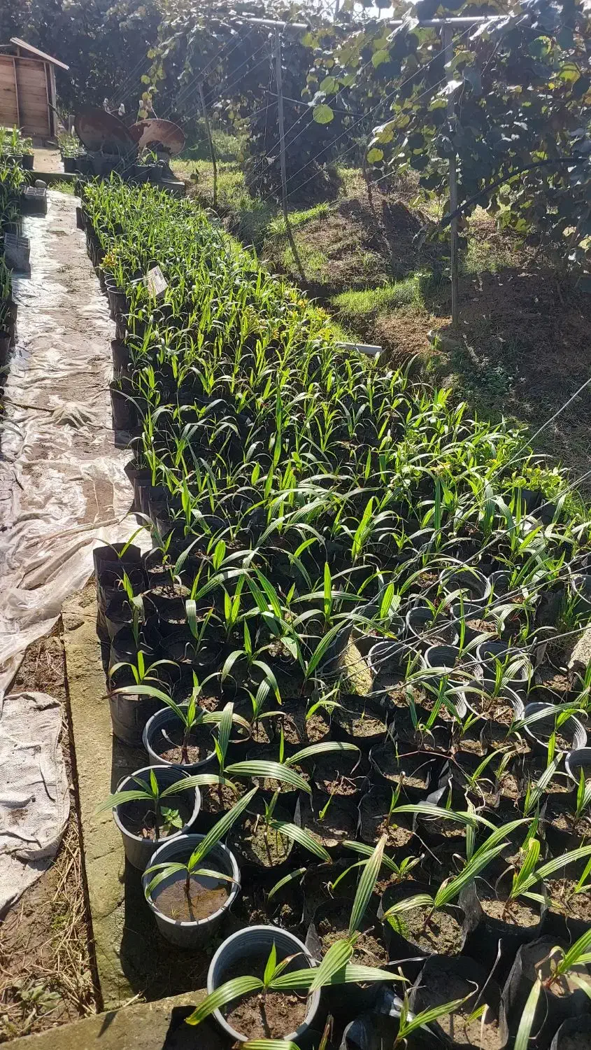 نشاء گیاه پالم|گل و گیاه طبیعی|رودسر, |دیوار