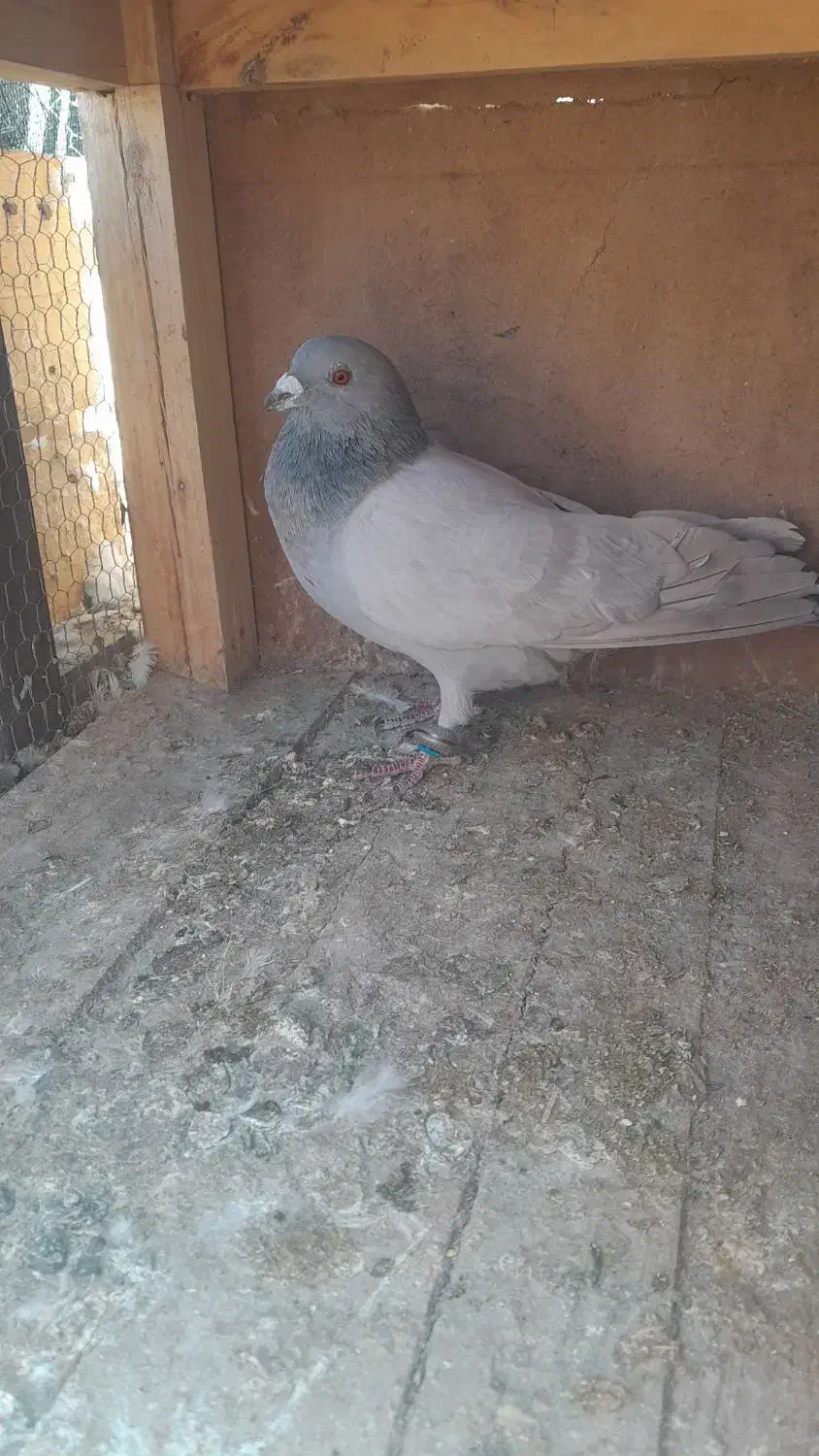 سرک،افشون،دورگ|پرنده|پیر بکران, |دیوار