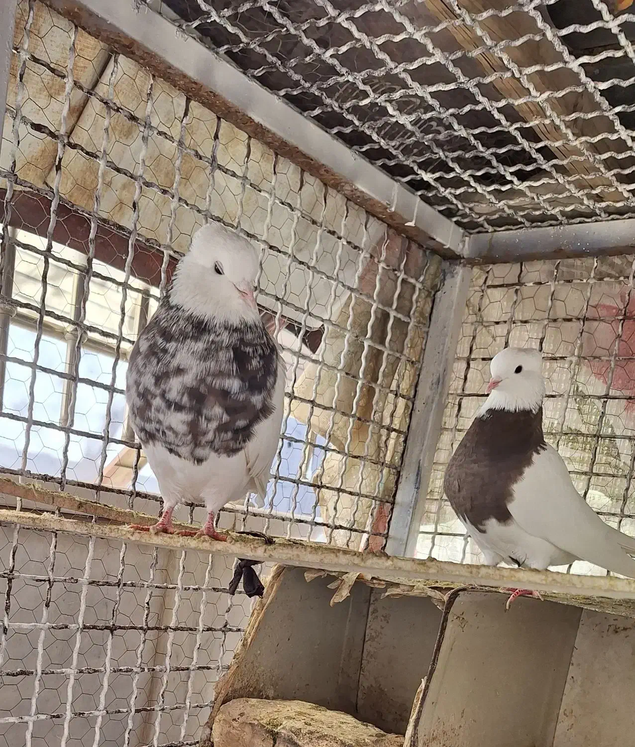 کبوتر طوقی|پرنده|مبارکه, |دیوار