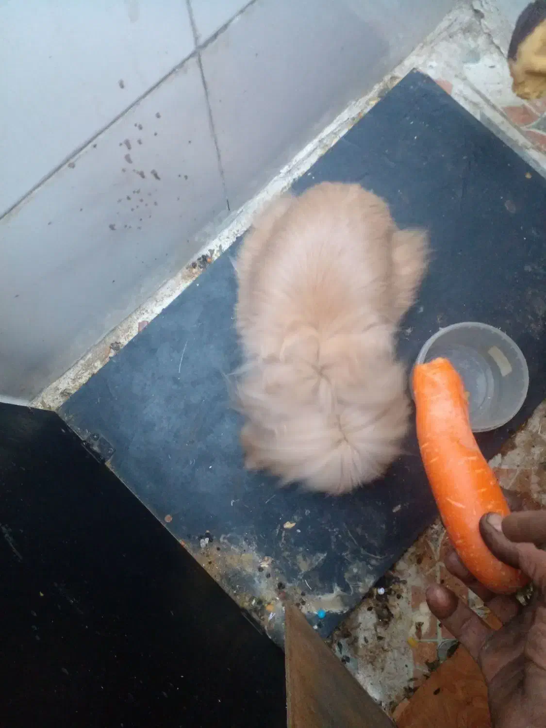 سلام بخاطر که من سر کار هستم واسه فروش|موش و خرگوش|اهواز, کوی رمضان|دیوار