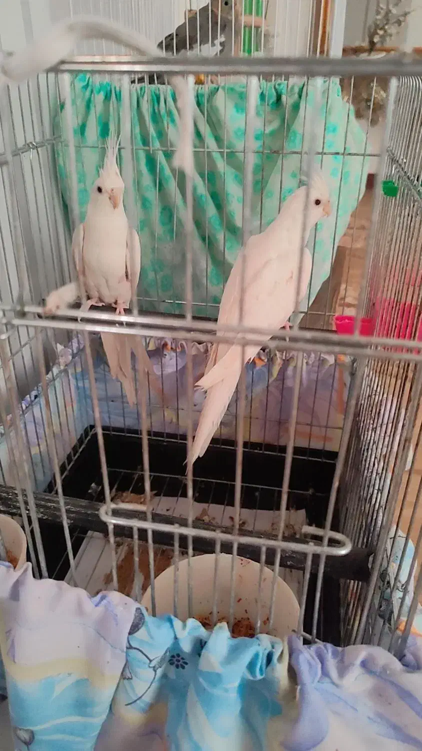 فروش عروس هلندی|پرنده|ساوه, |دیوار