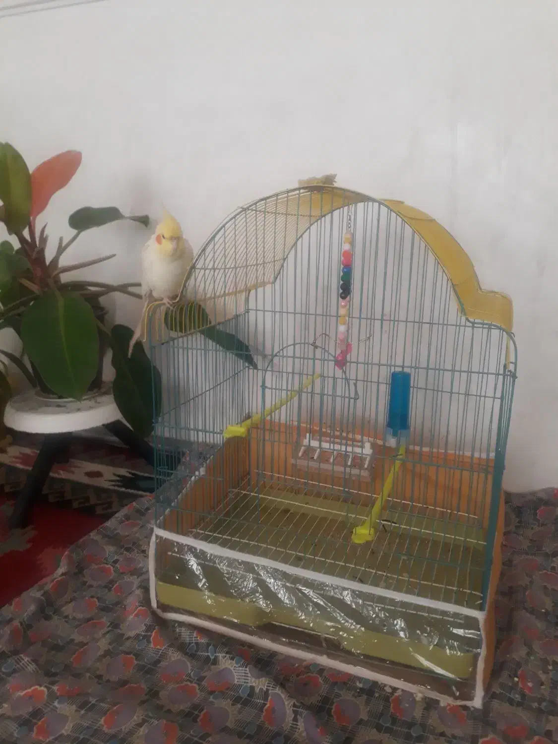 عروس هلندی|پرنده|اهر, |دیوار