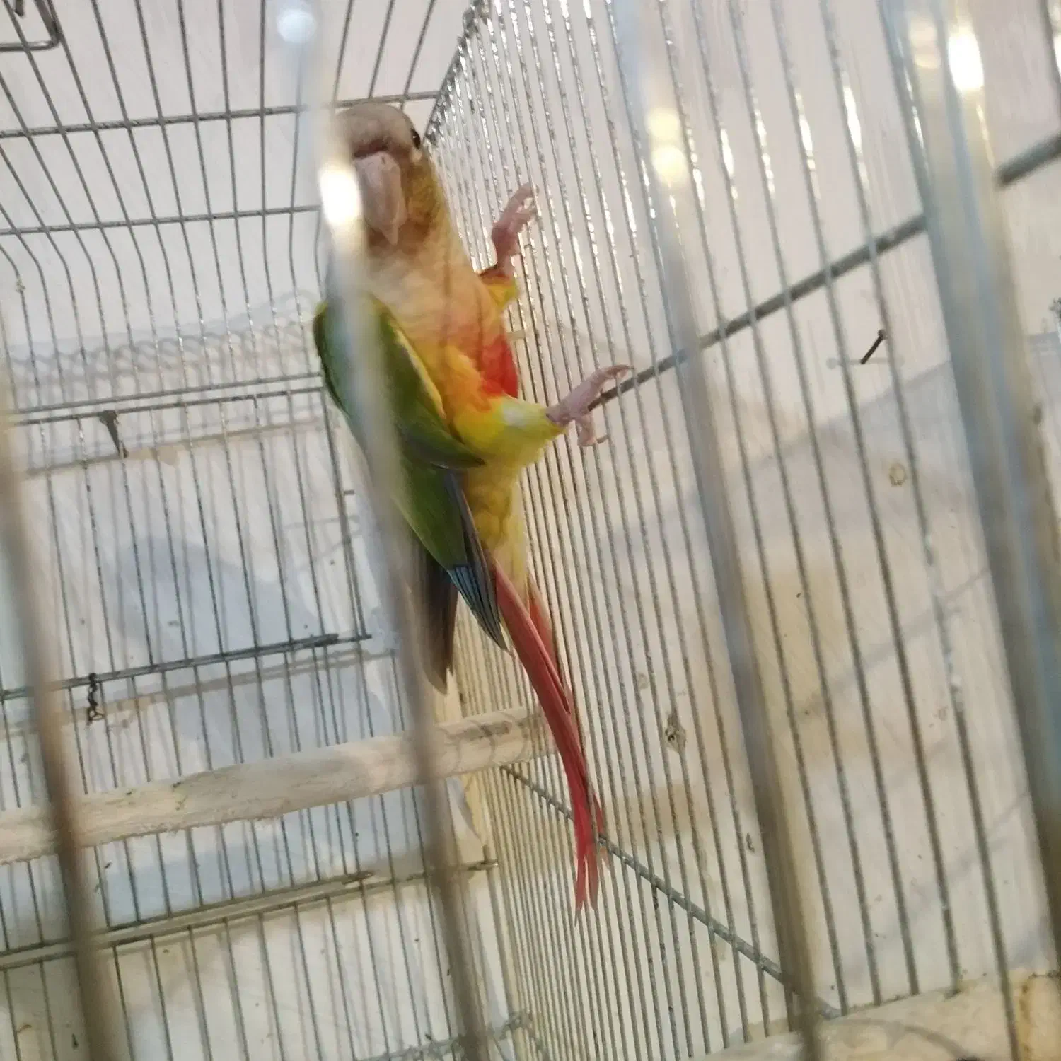 گرینچیک نر|پرنده|رشت, بازار|دیوار