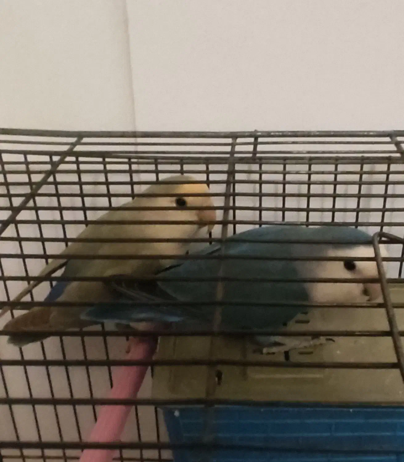 طوطی کوتوله|پرنده|شهرضا, |دیوار