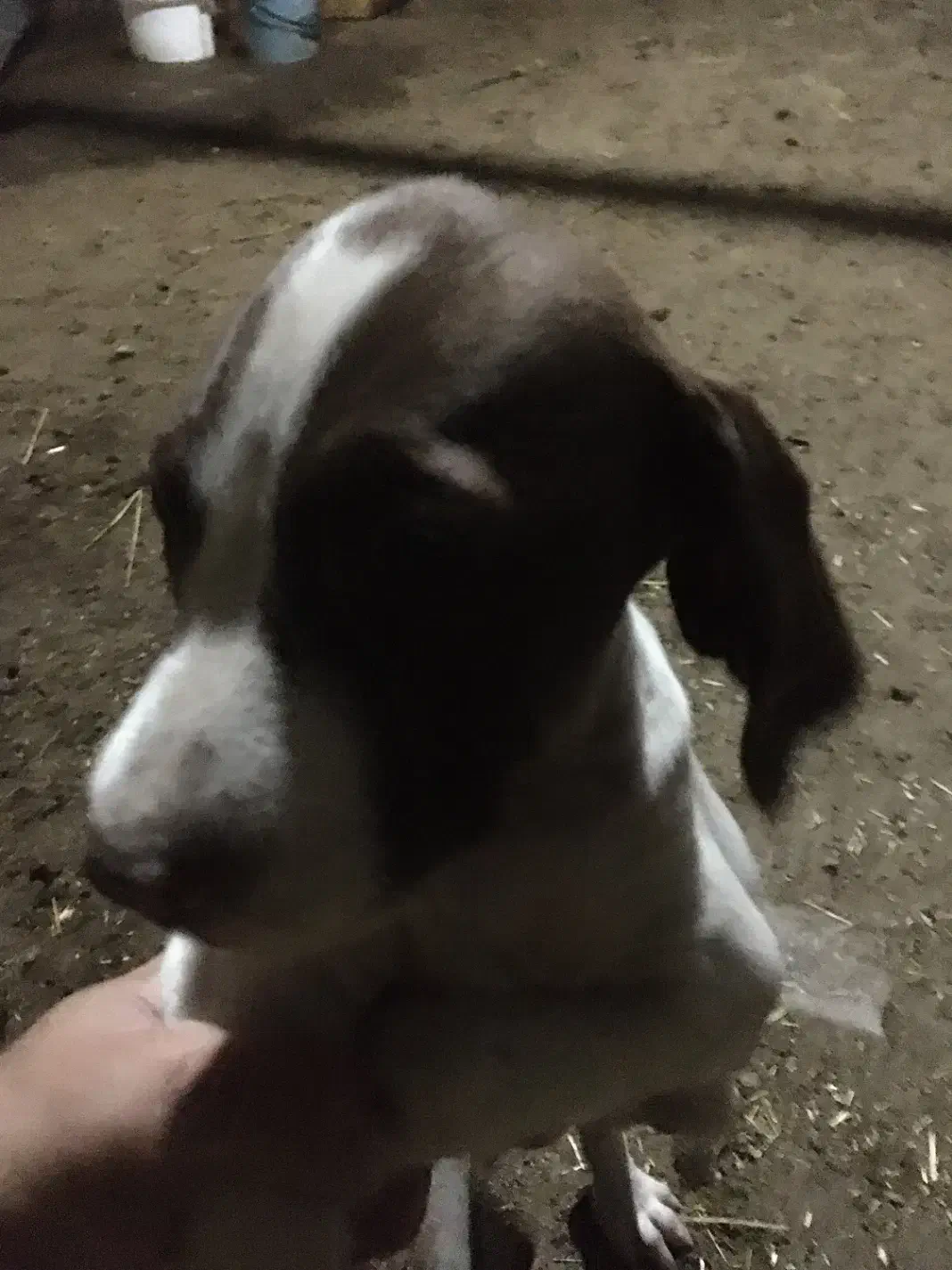 واکذاری سک شکاری|سگ|کوچصفهان, |دیوار