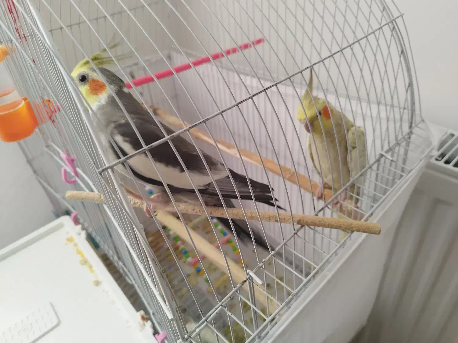 جفت عروس هلندی نر و ماده 1 ساله|پرنده|خلخال, |دیوار