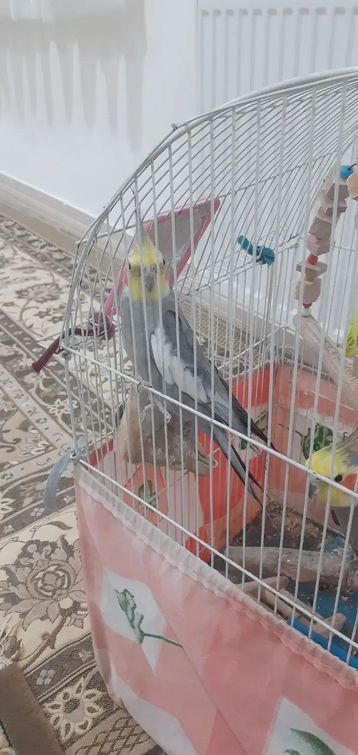 عروس هلندی سخنگو|پرنده|قیدار, |دیوار