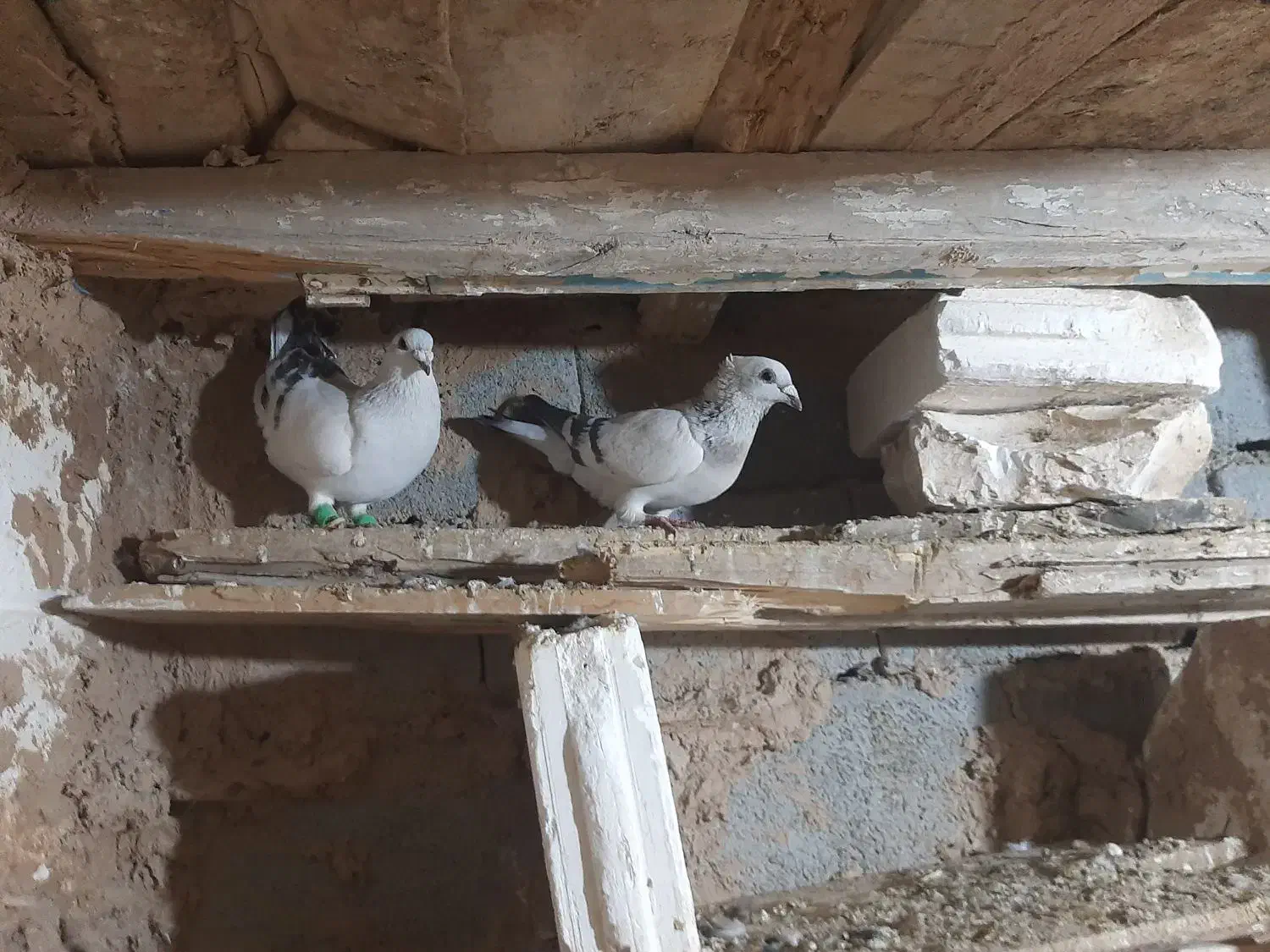 کبوتر|حیوانات|بجنورد, |دیوار