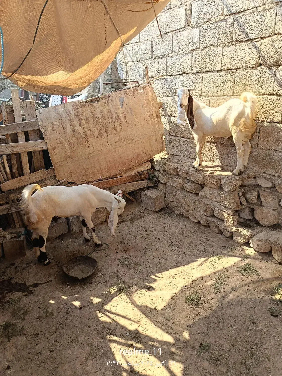 کهره فروشی|حیوانات مزرعه|بندر دیر, |دیوار