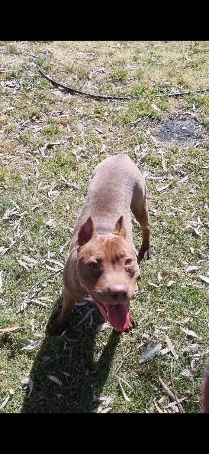 سگ پیت بول حرفه ای|سگ|بم, |دیوار