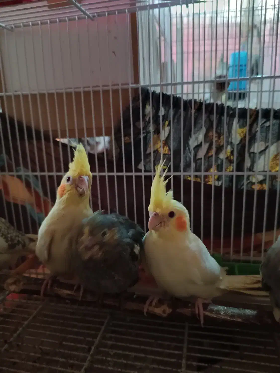 عروس هلندی تازه دون خور|پرنده|اصفهان, برزان|دیوار