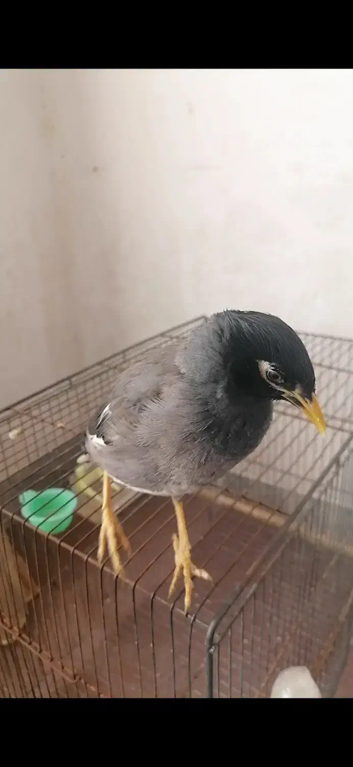 مرغ مینا سخنگو|پرنده|حمیدیا, |دیوار