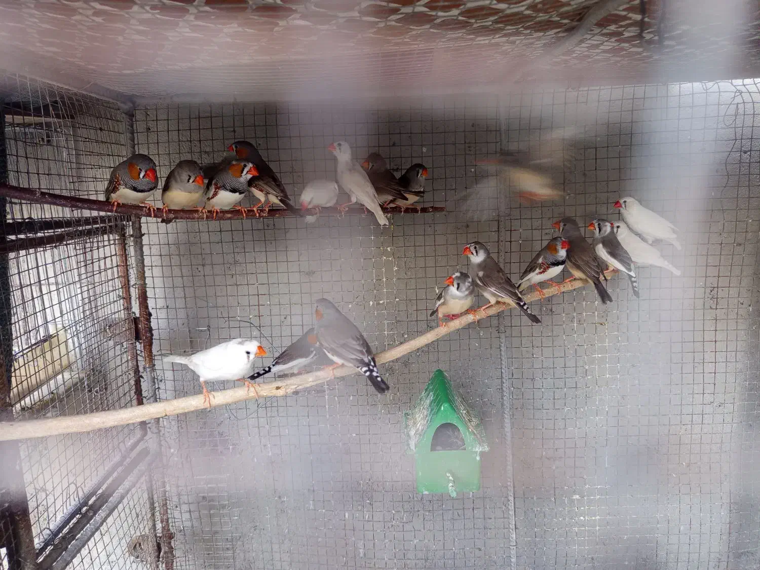 فنچ|پرنده|ارزوئیه, |دیوار