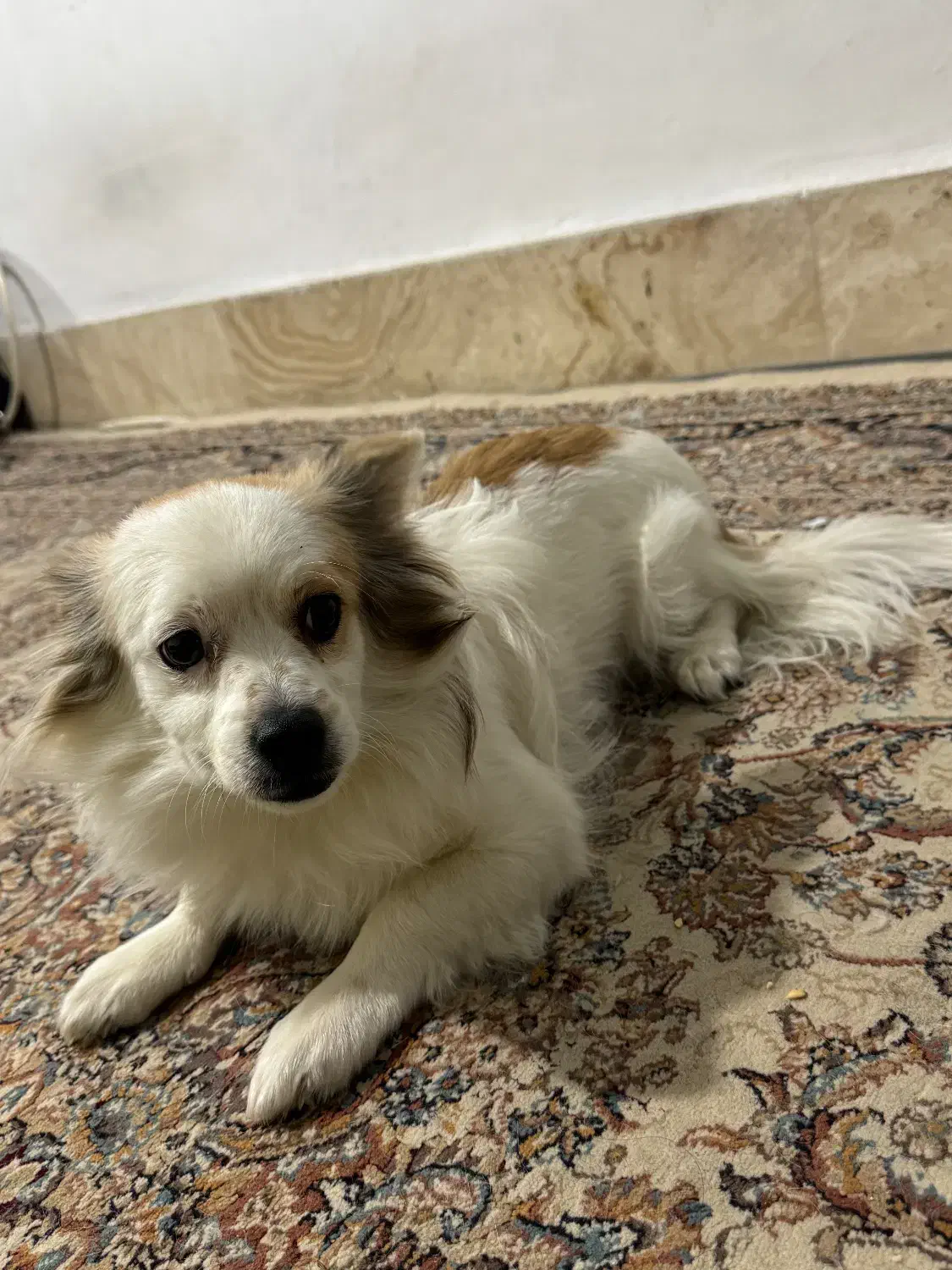 واگذاری سگ خونگی|سگ|بجنورد, |دیوار