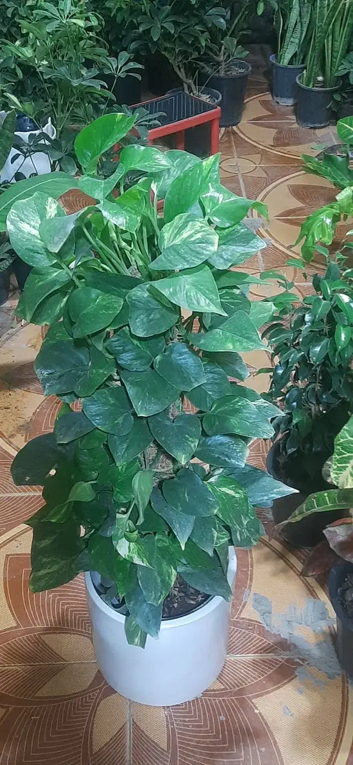 گلفروشی ارش|گل و گیاه طبیعی|لردگان, |دیوار