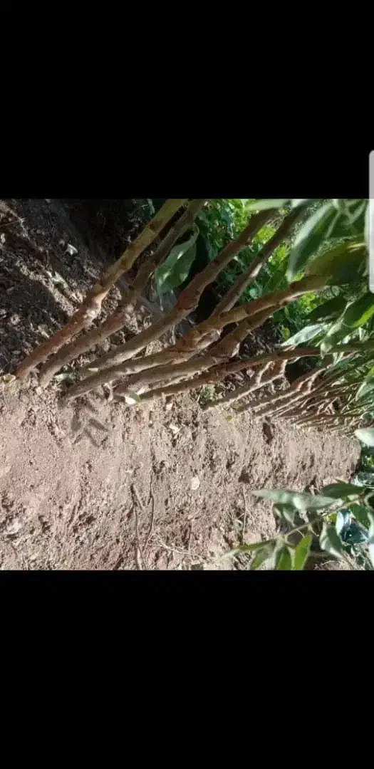 فروش انواع آنها های مرکبات ونهال های خاص|خدمات باغبانی و درختکاری|اصفهان, باغ کاران|دیوار