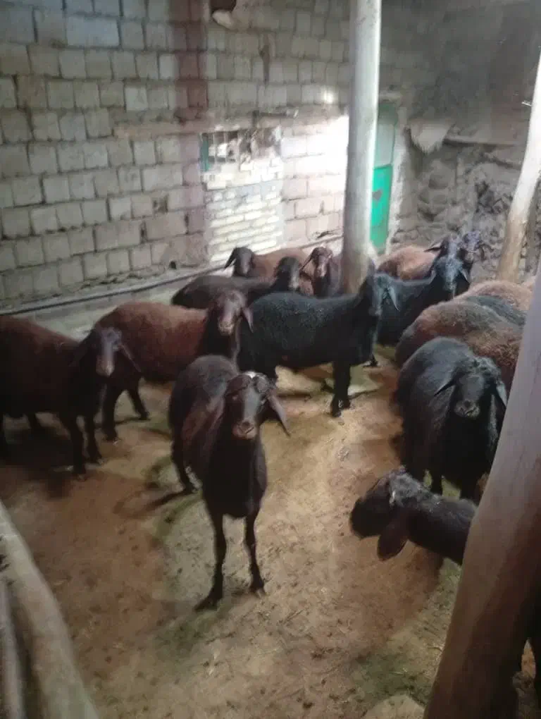 فروش 47 راس بره جفتی 115 کیلو به فروش میرسد|حیوانات مزرعه|تکاب, |دیوار