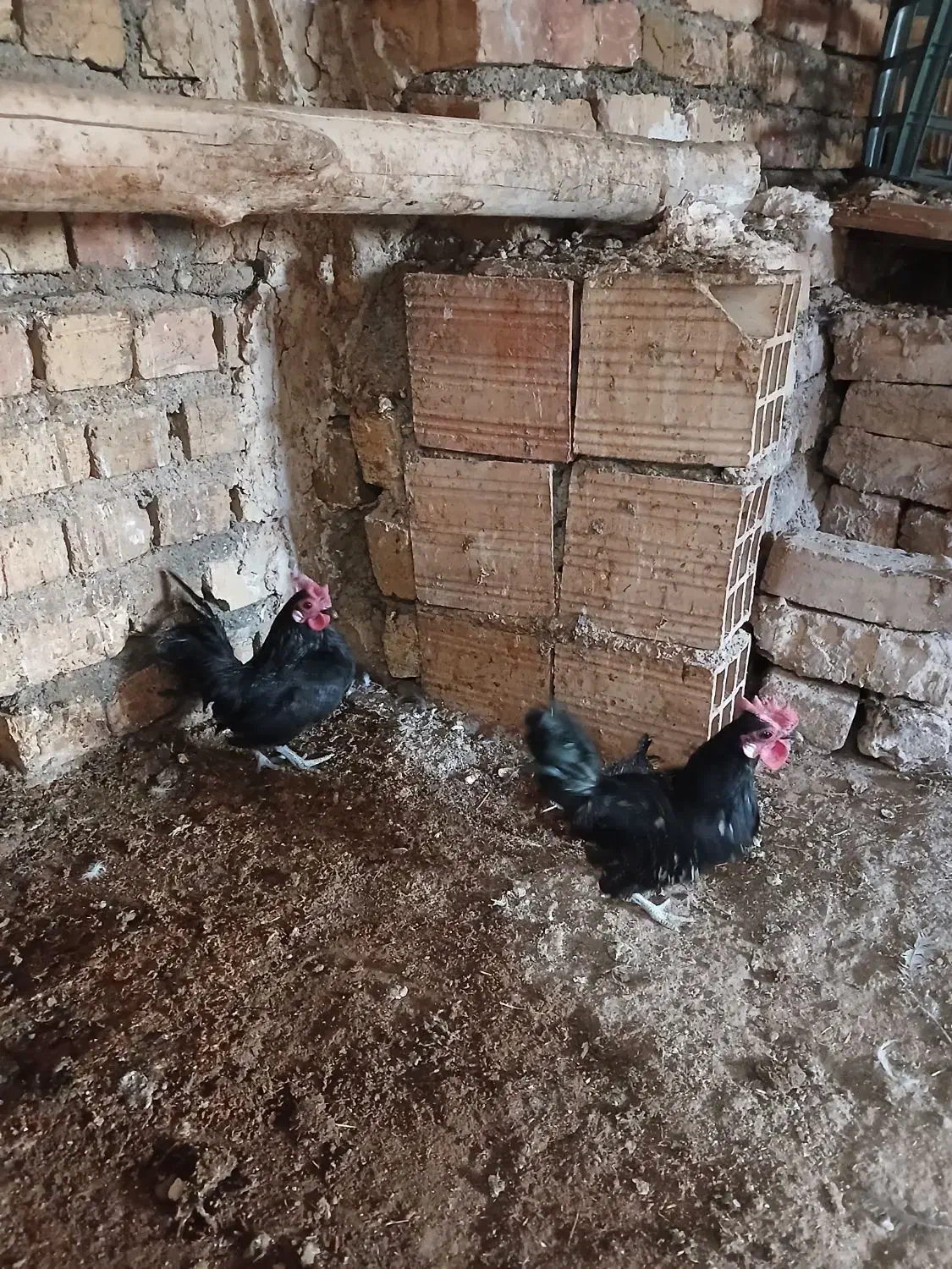 خروس مینیاتوری|حیوانات مزرعه|الوند, |دیوار