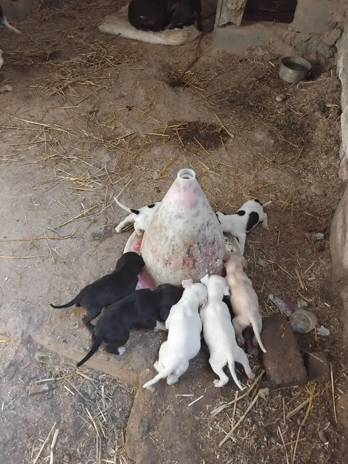 توله پویینتر انگلیس|سگ|مینودشت, |دیوار