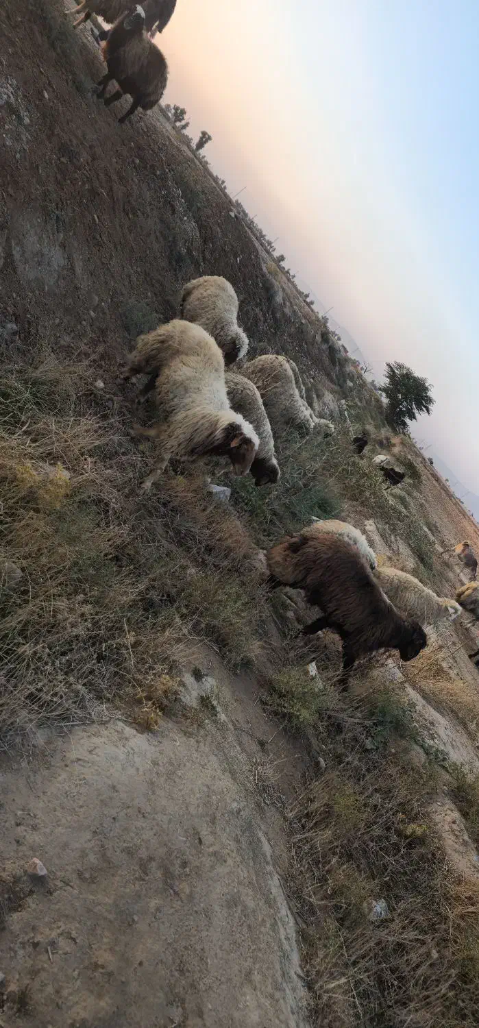 فروش حیوانات|حیوانات مزرعه|دهلران, |دیوار