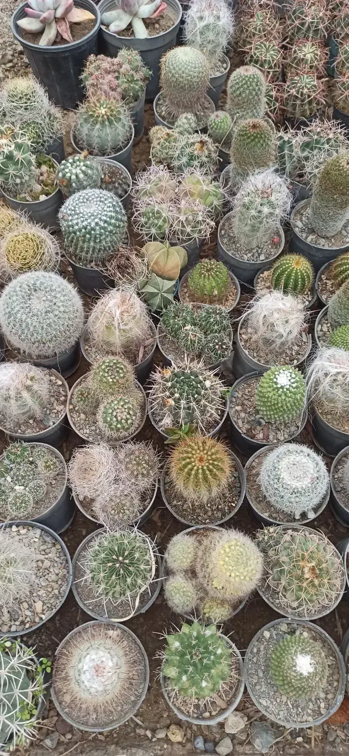 کاکتوس بذری|گل و گیاه طبیعی|مشکین‌دشت, |دیوار