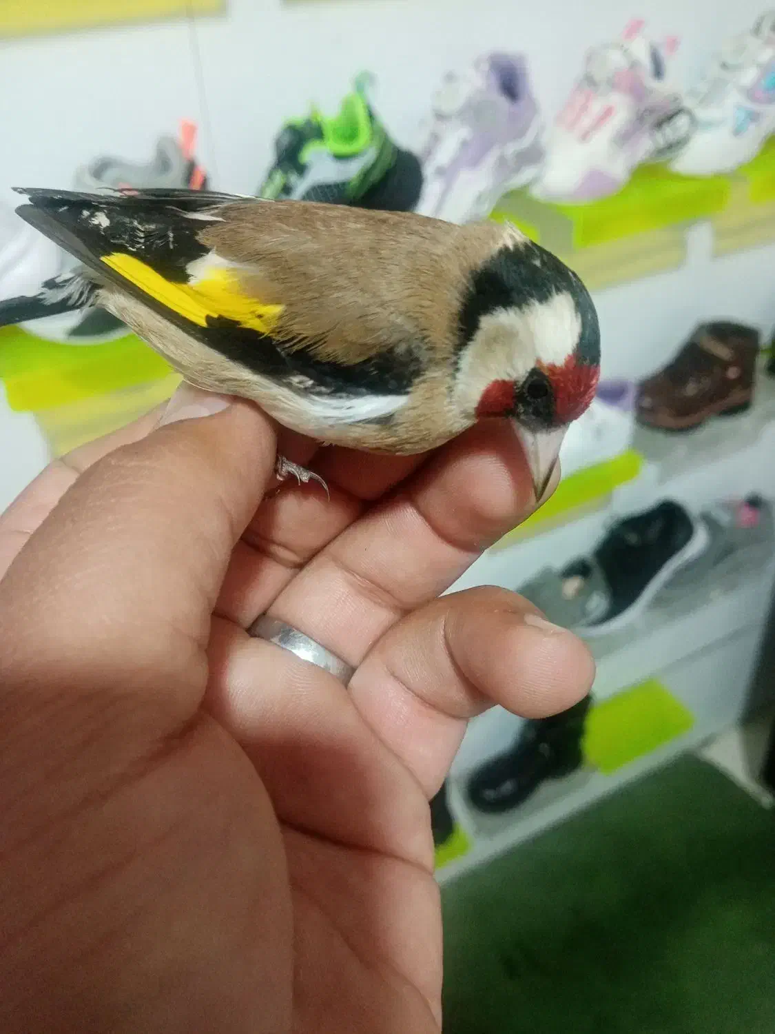 فروش سهره|پرنده|یزد, |دیوار