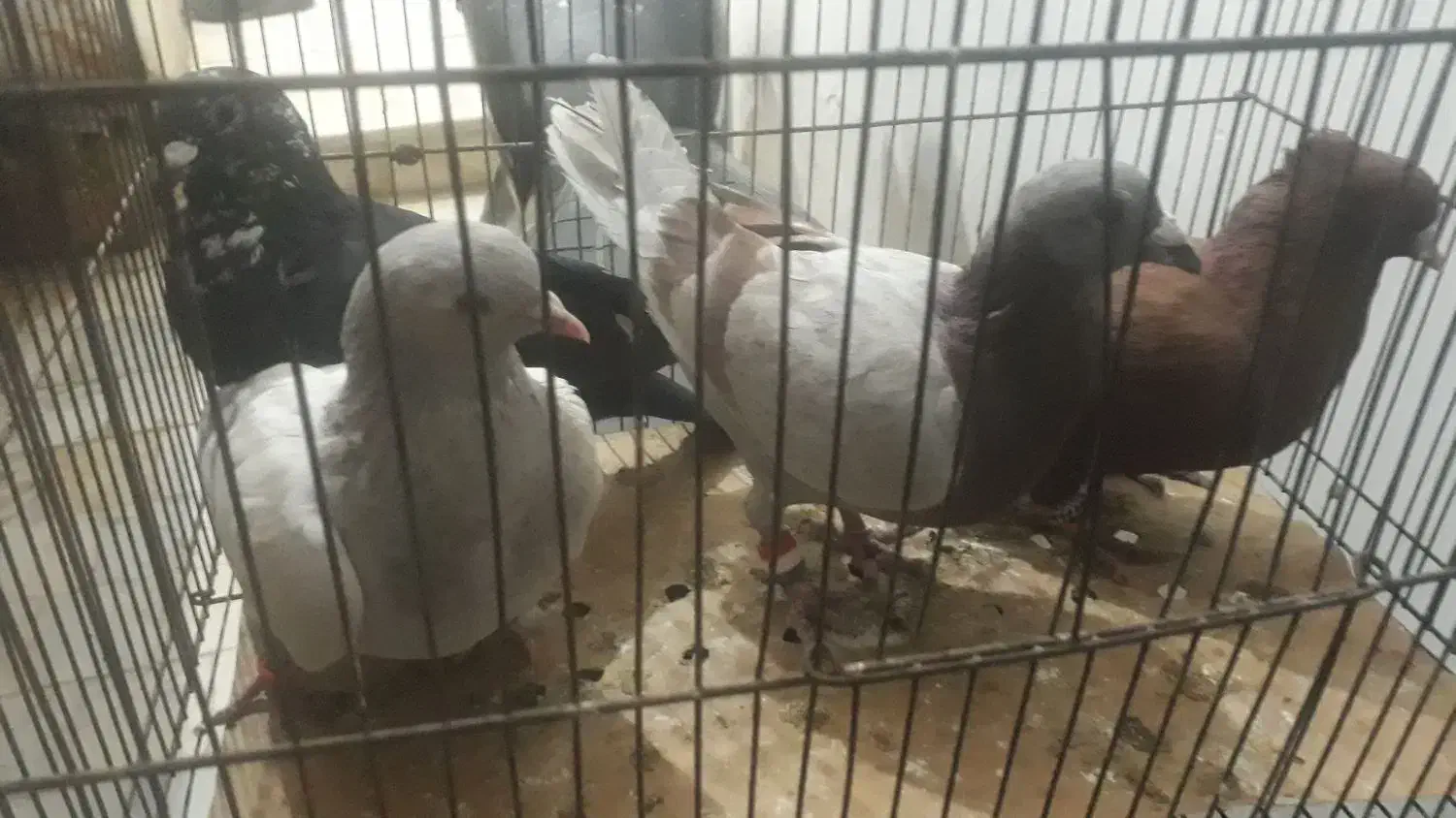 اوغون سرخ قهوای دمسفید وسوسکی،سیاه ماده|پرنده|تربتحیدریه, حیدرآباد|دیوار