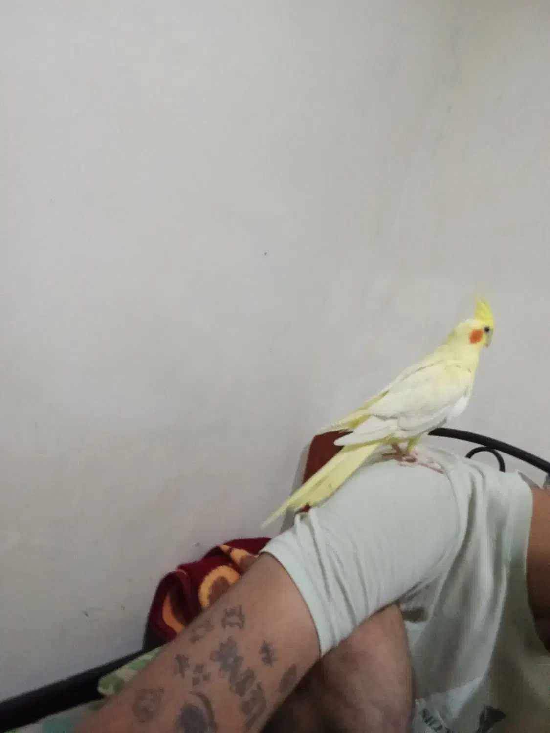 عروس هلندی لوتینو نر دستی و رام زعفرانی کشیده|پرنده|فردیس, فردیس|دیوار