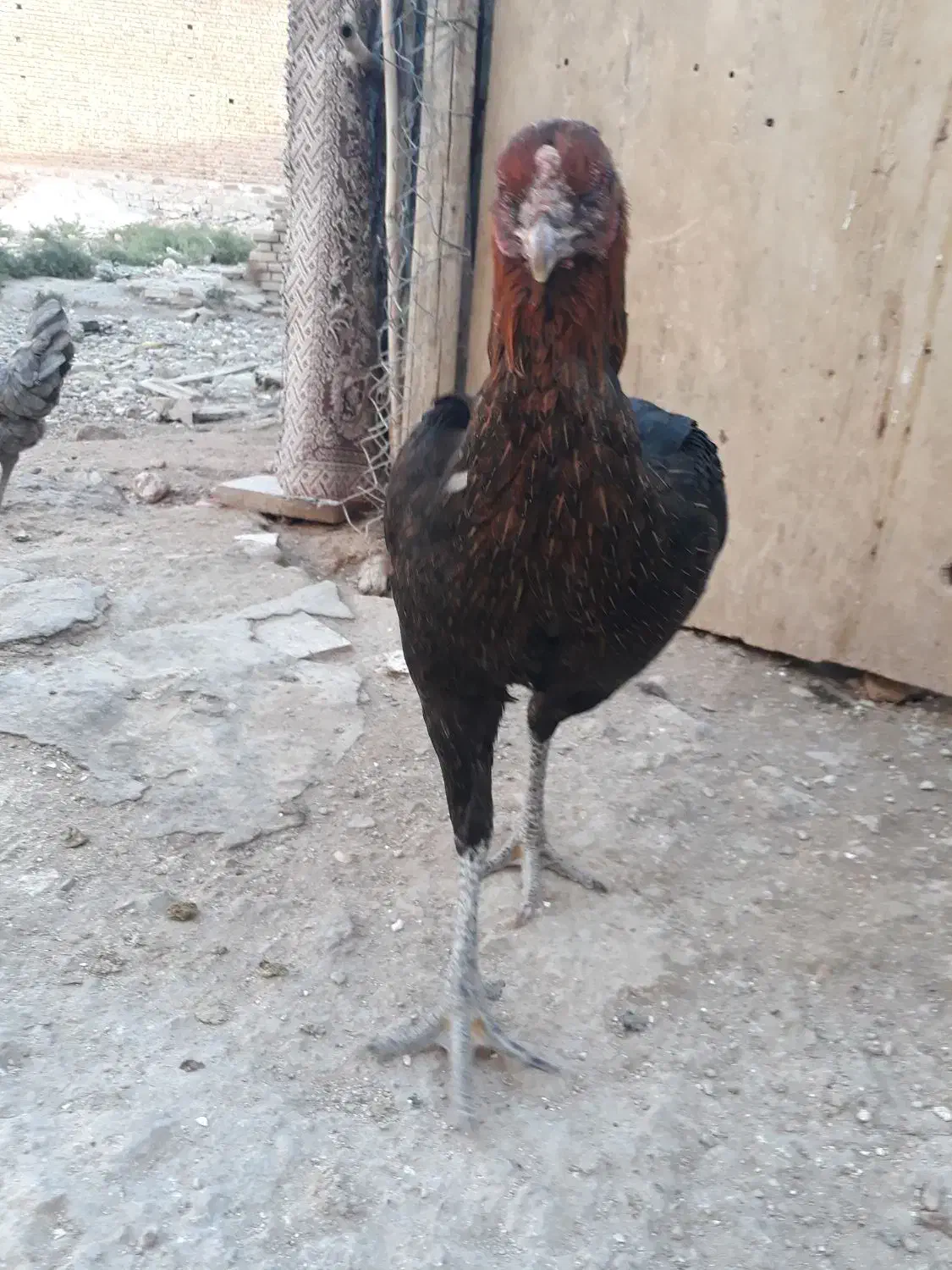 مرغ لاری|حیوانات مزرعه|قصرشیرین, |دیوار