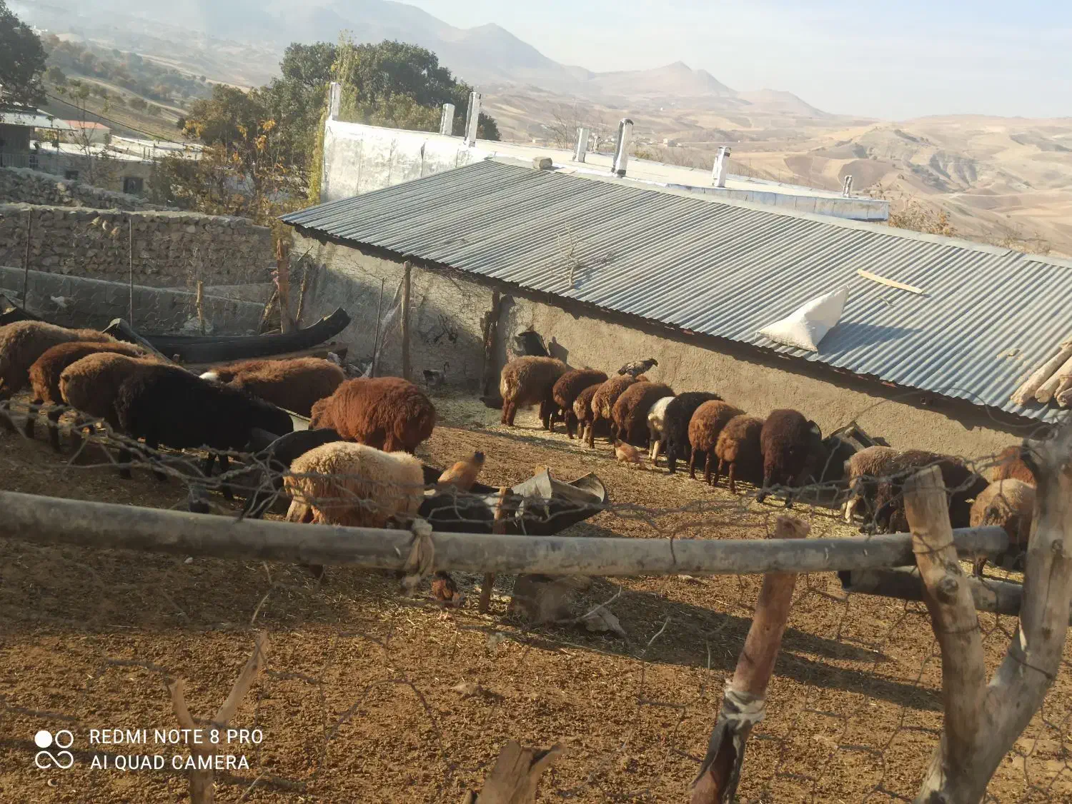 بره نر|حیوانات مزرعه|نورآباد, |دیوار