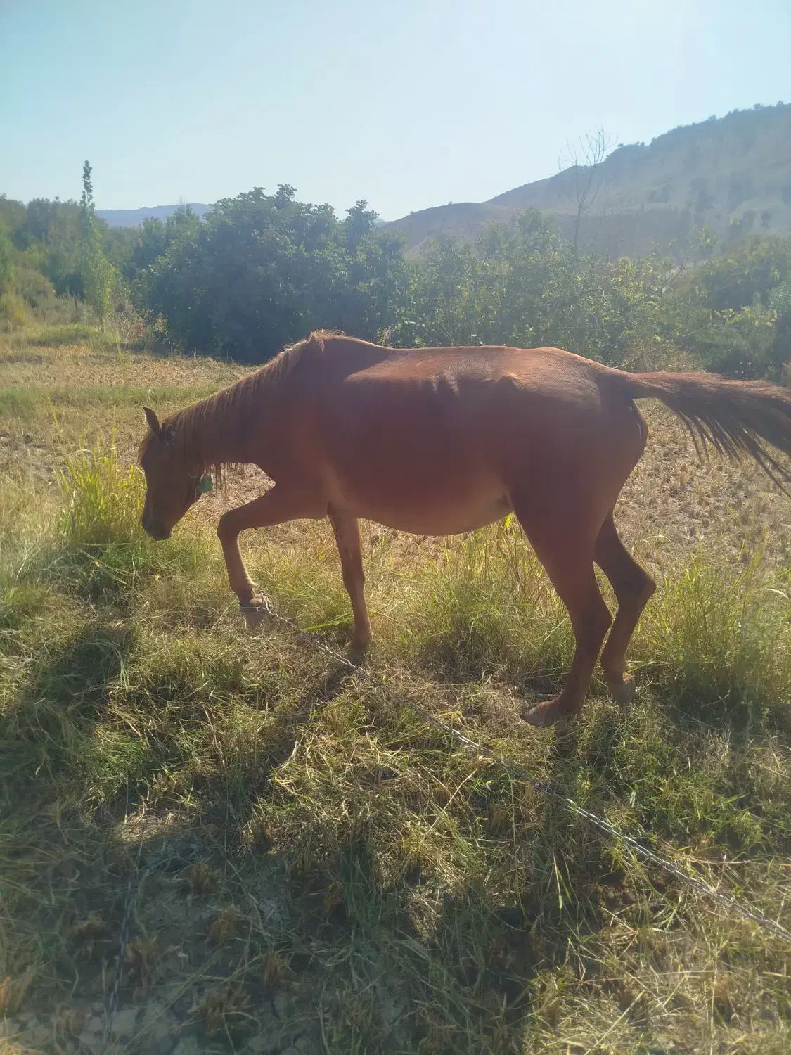 مادیون با قاطر|حیوانات مزرعه|سراب میمه, |دیوار