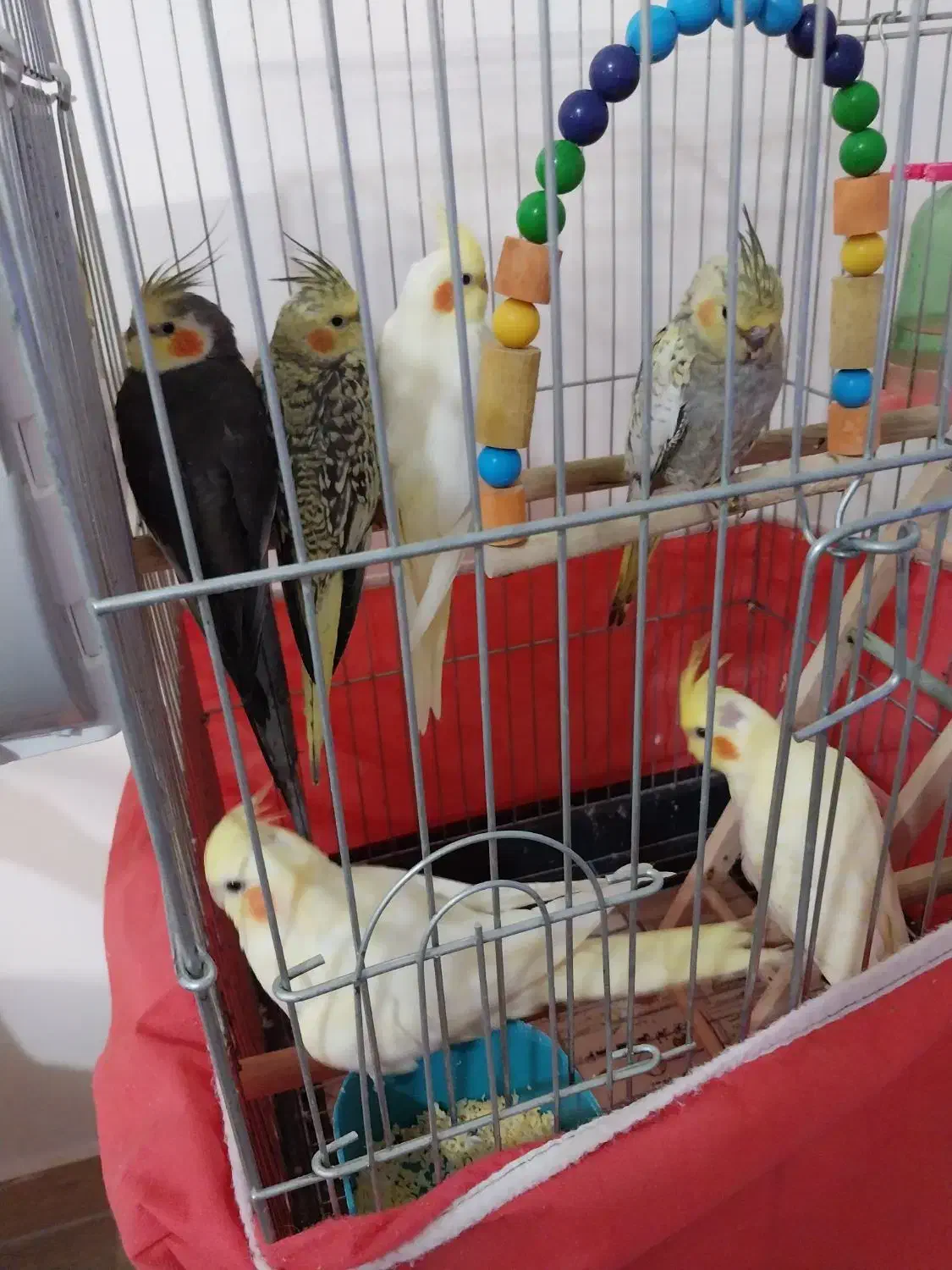 جوجه۳ماهه ویکونیم ماهه ویک جفت مولد بفروش می رسد.|پرنده|الوند, |دیوار