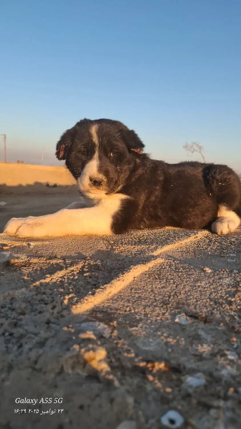 توله قدرجونی(قهدریجانی)|سگ|ورزنه, |دیوار