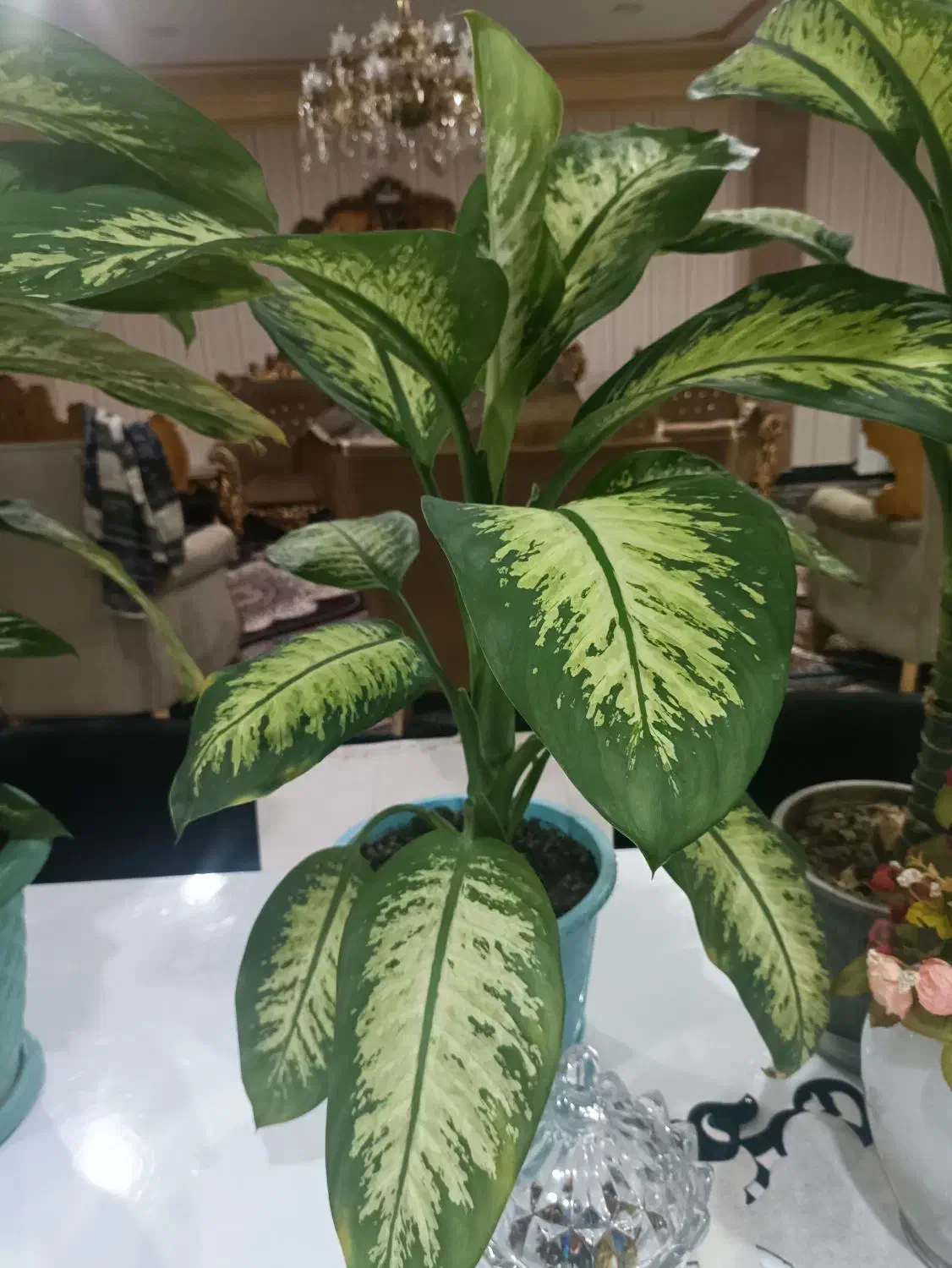 گل و گیاه|گل و گیاه طبیعی|ایذه, |دیوار