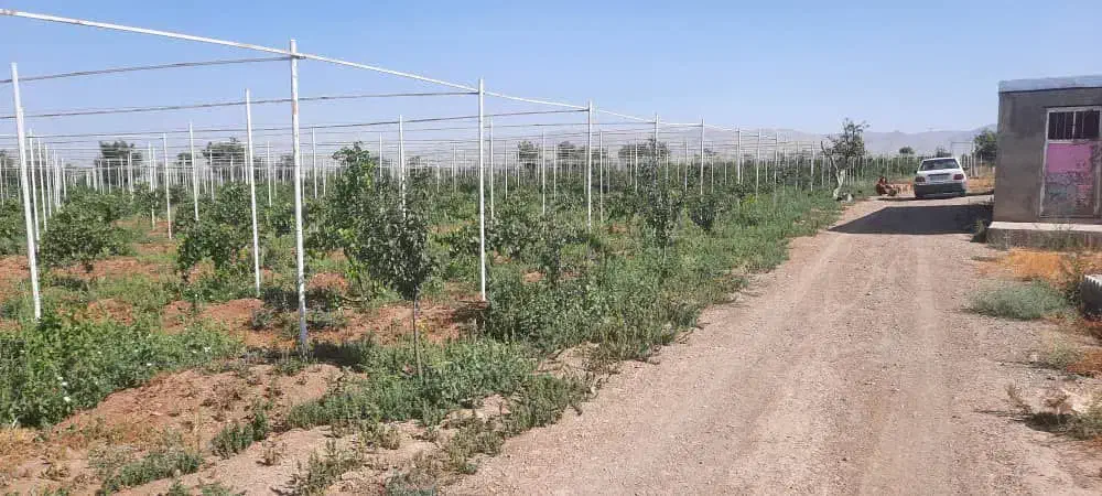 فروش و معاوضه باغ ۳۲۵۰۰ متری ، جنب اتوبان زنجان|فروش دفتر صنعتی، کشاورزی، تجاری|خرمدره, |دیوار