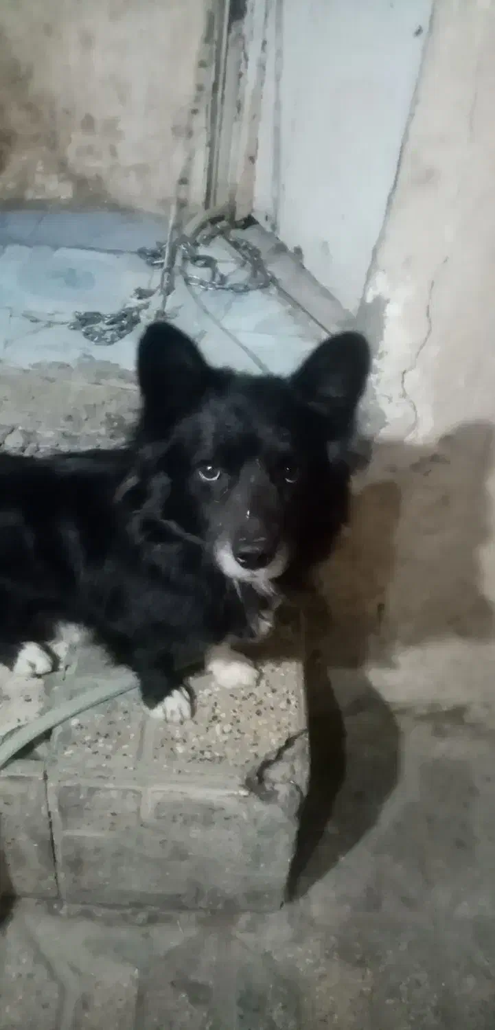 سگ پاکوتاه نژاددار.واکسن خورده|سگ|مشهد, امیر المومنین|دیوار