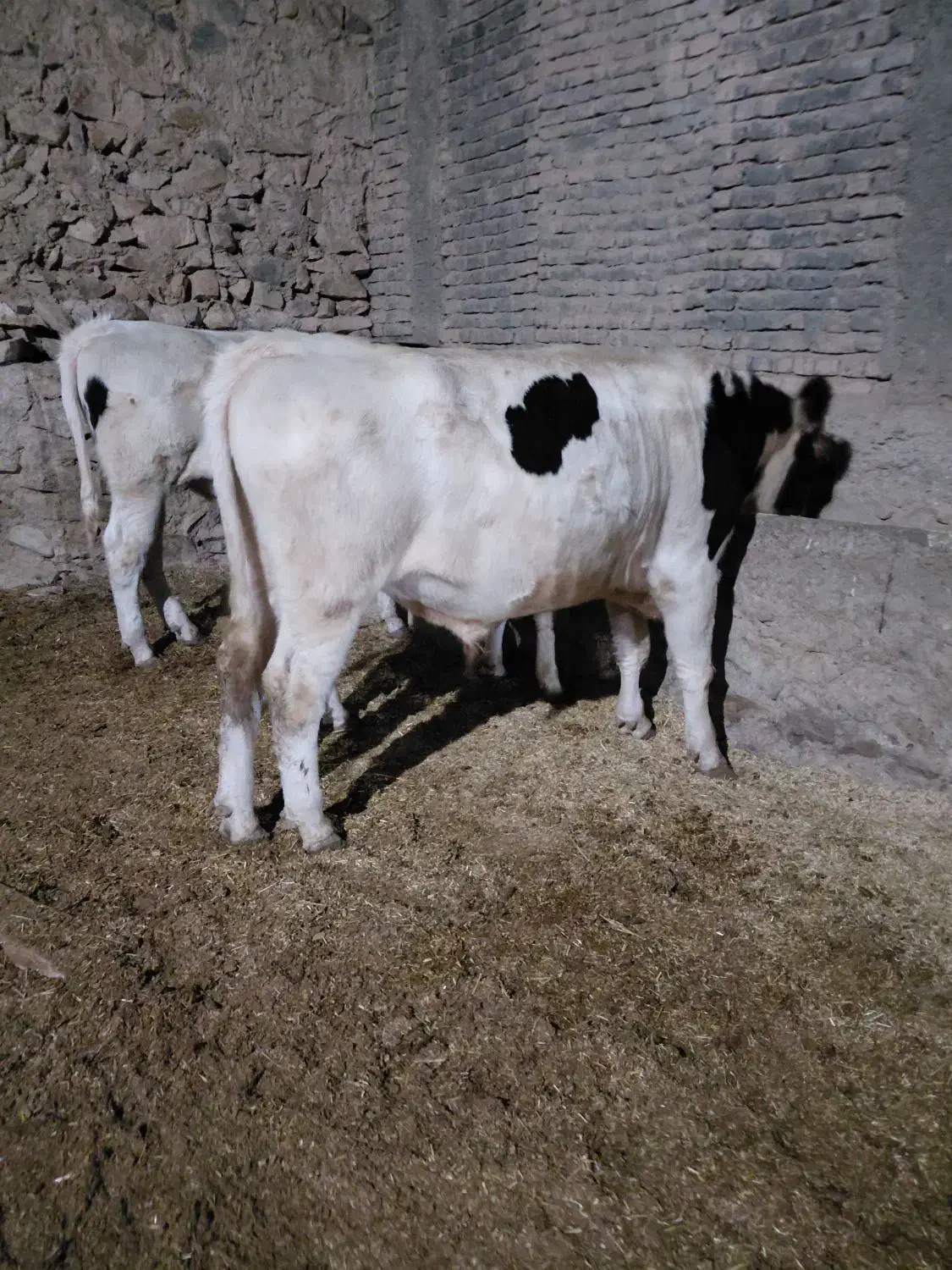 گوساله نر سیمینتال|حیوانات مزرعه|درمیان, |دیوار