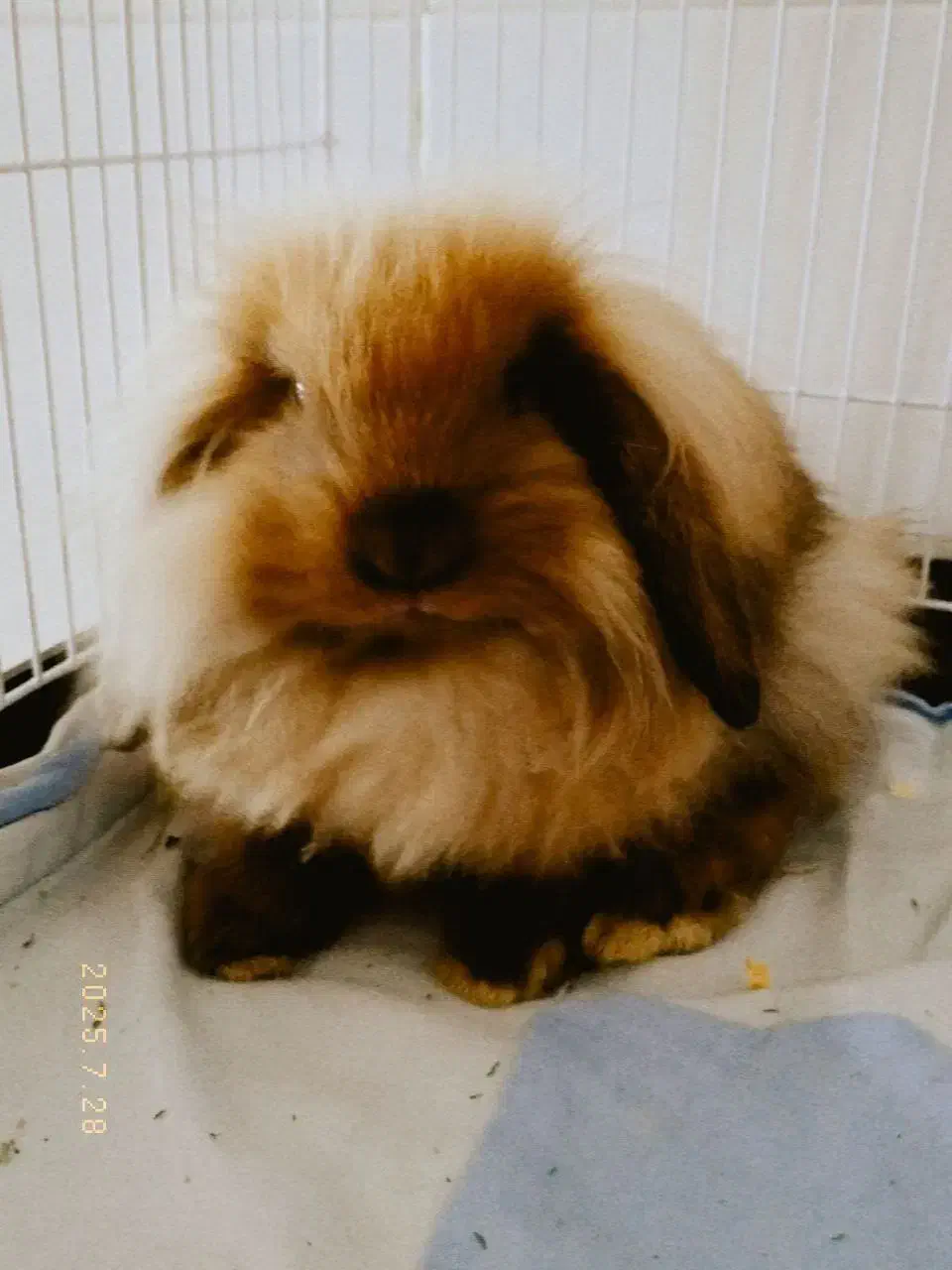 خرگوش لوپ + قفس|موش و خرگوش|دورود, |دیوار