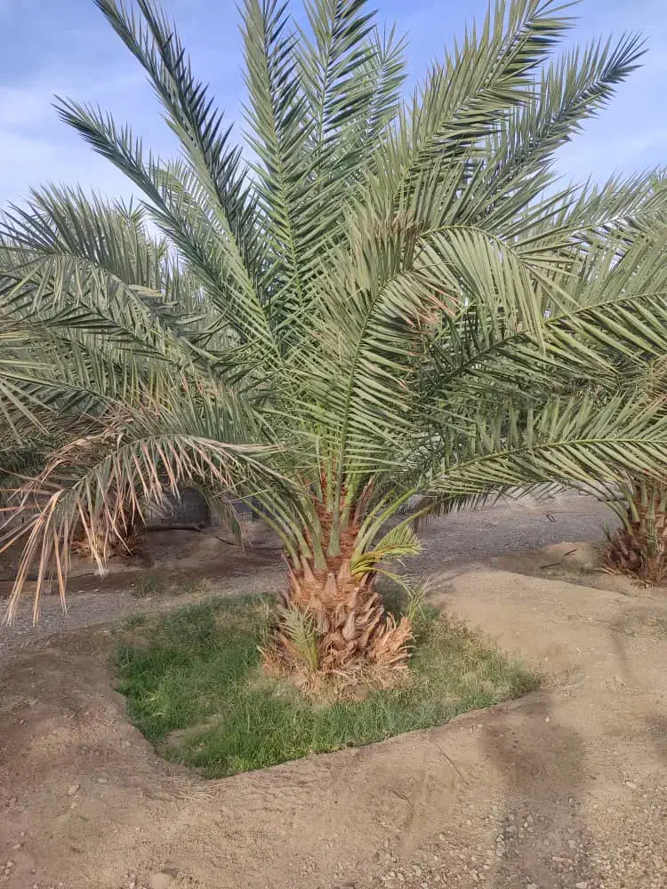 فوروش باغ پیارم|فروش دفتر صنعتی، کشاورزی، تجاری|حاجی آباد, |دیوار