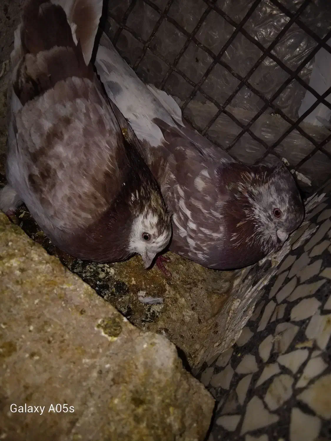 کبوتر ضمانتی|پرنده|خاش, |دیوار